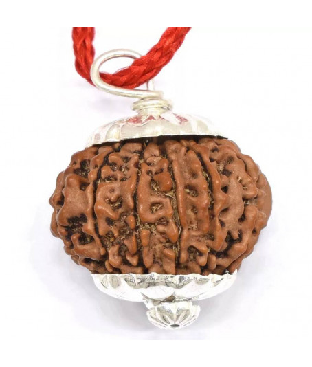 Twelve Face Rudraksha with Silver Pendant