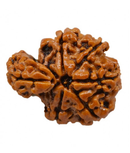 Savar Rudraksha 