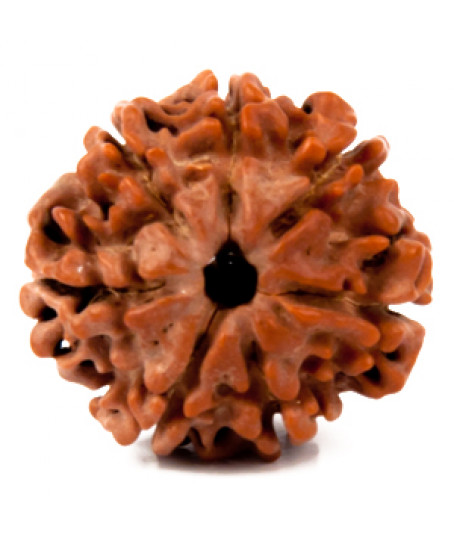 Seven Faced Rudraksha