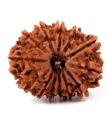 Thirteen Faced Rudraksha