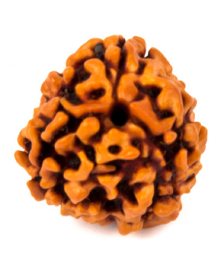 Three Faced Rudraksha