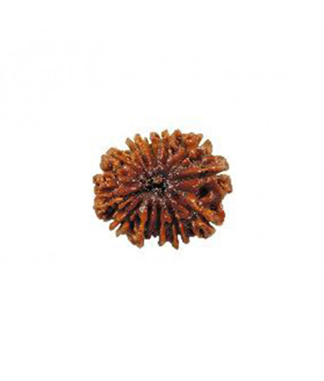 Twelve Faced Rudraksha